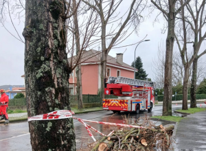 otificar los siniestros en un plazo máximo de siete días